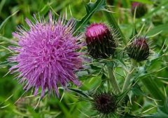 Milk thistle liver protection tablets, turmeric and milk thi